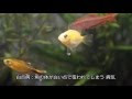 √100以上 白点病 鷹の爪 活性炭 443274