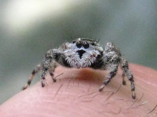 Macro Spider