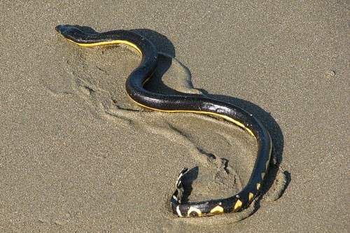Pelamis Platurus Costa Rica