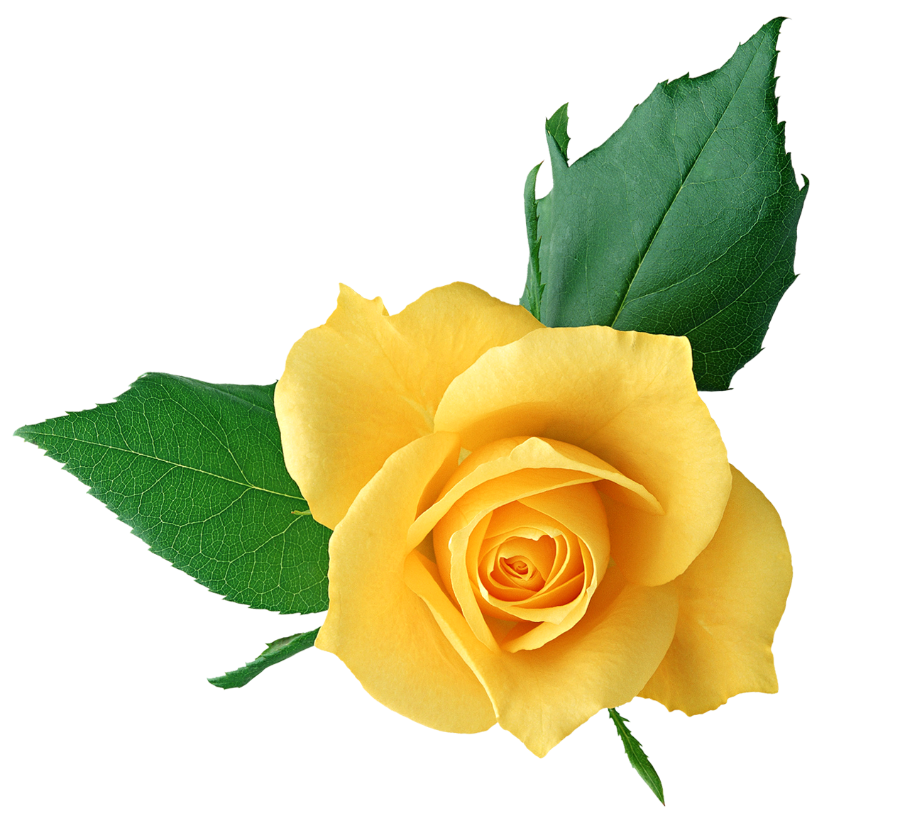 Download Yellow Rose Clip Art - ClipArt Best