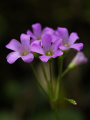_1282212 (by plateaukao)