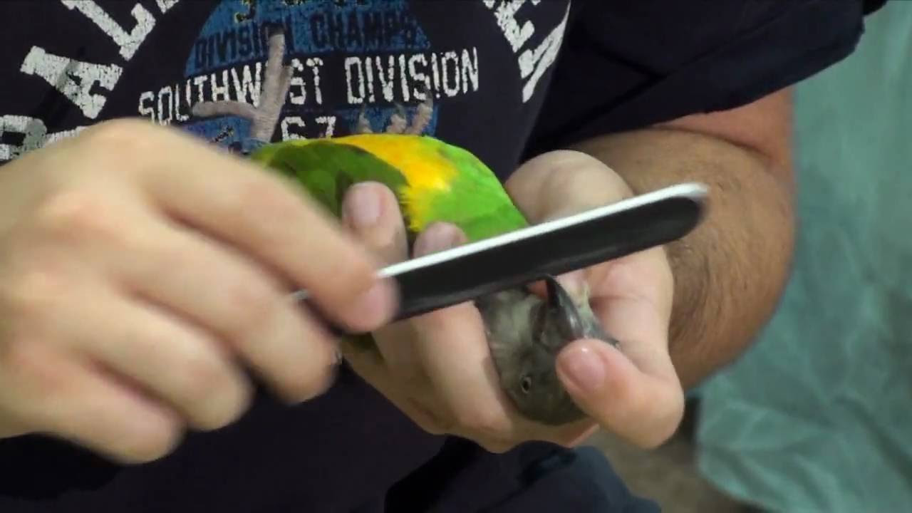 Kili Senegal Parrot - How to File or Trim Parrot Beak ...