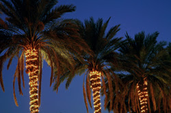 Fun Tropical Outdoor Lighting ideas for your island themed party