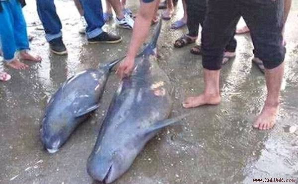 Thả lưới đánh cá, ngư dân bắt được 3 con cá heo hơn 1,2 tạ