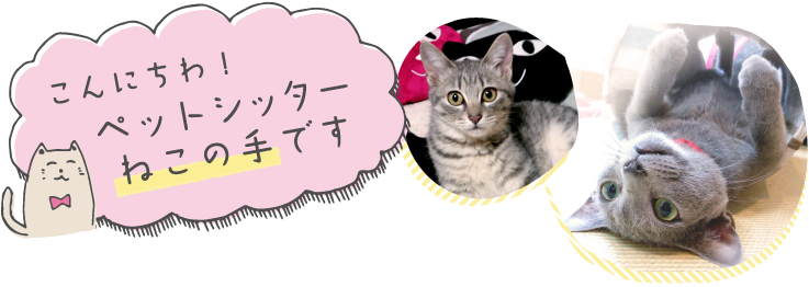 名古屋の猫専門ペットシッター ねこの手