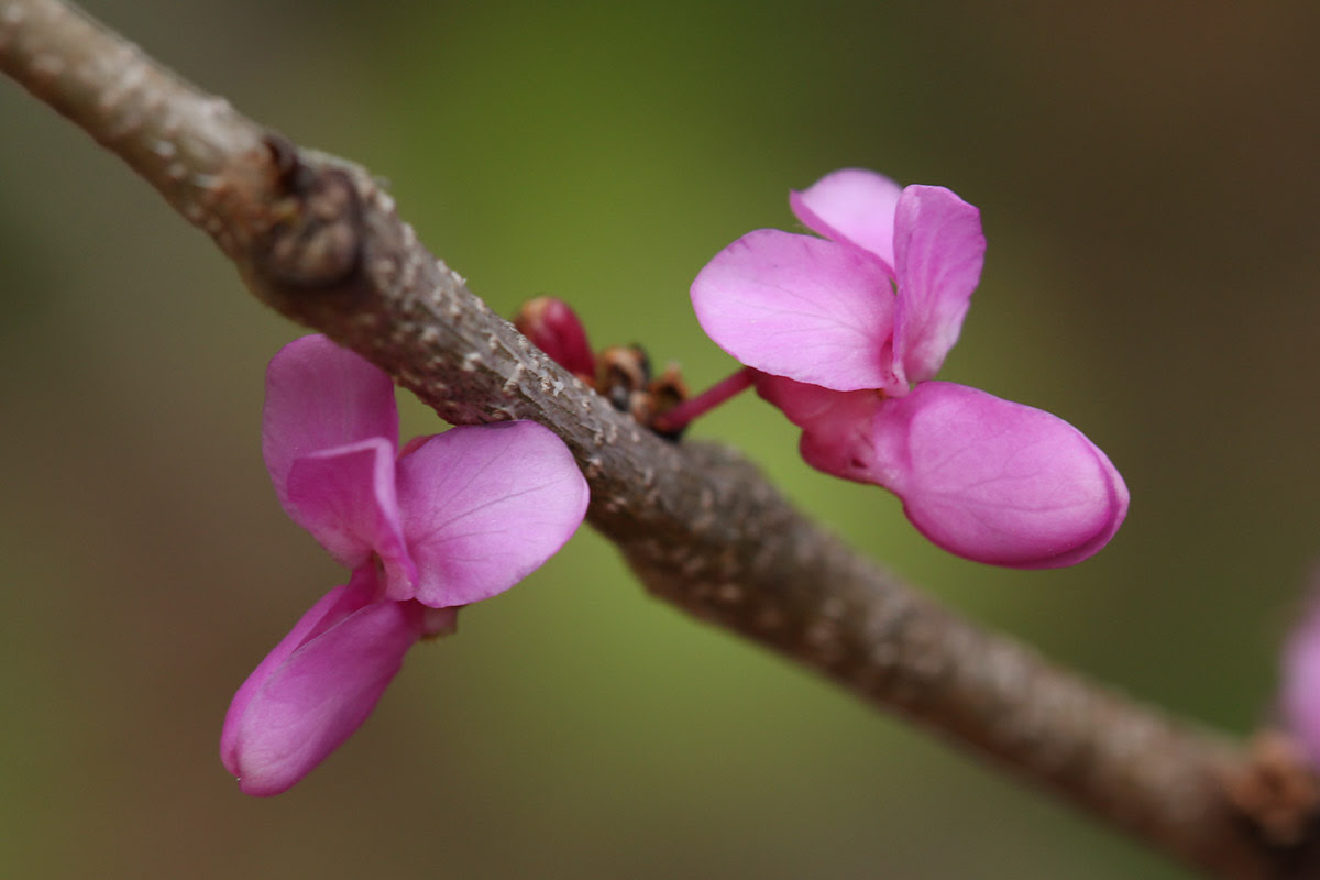 お花の写真集 ハナズオウ 花蘇芳