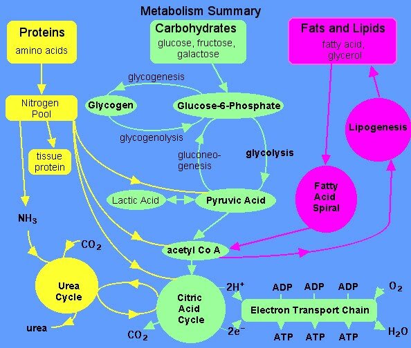 electron transport chain. electron transport chain