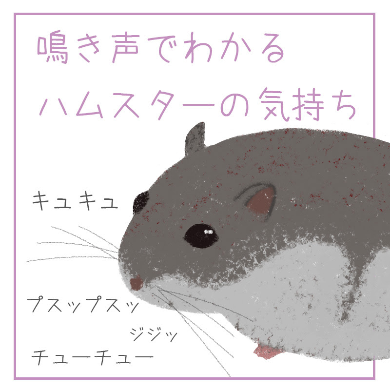 ハムスターの鳴き声でわかる気持ち この鳴き声は嬉しい 怒っている