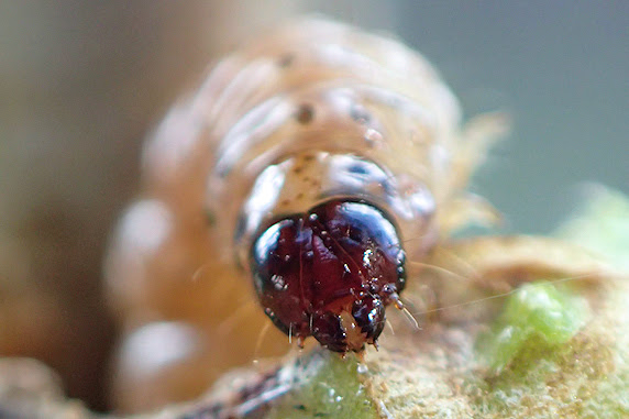 インゲンの茎を食害するアズキノメイガの幼虫 ぁぃの飼育ブログ