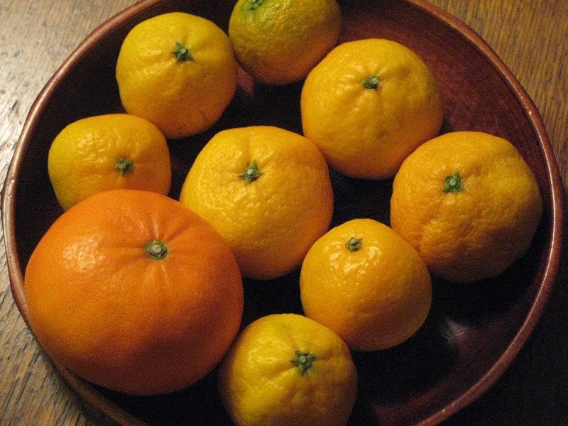 花良治 金柑のように食べられる蜜柑 浮世逍遥録