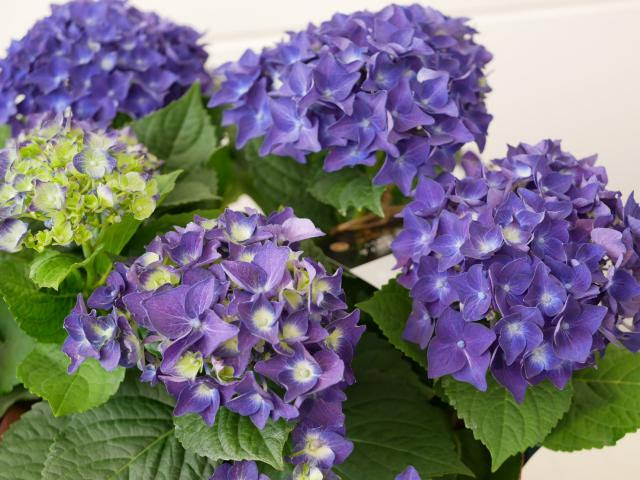 母の日にドライブスルー 全国発送で紫陽花 あじさい インテリアグリーンとギフト プランツコーディネイトのアジアック