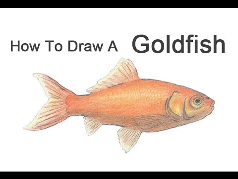 How to Draw a Goldfish - YouTube