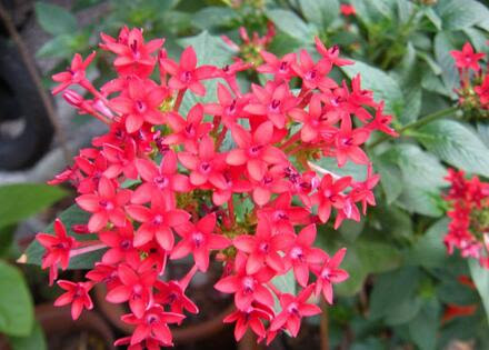 12月31日的生日花是什么