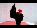 Si Hitam Bao dari Malaysia Serama Agresif