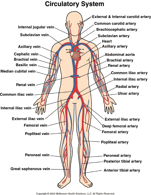 Free Circulatory System Download Free Circulatory System Png Images Free Cliparts On Clipart Library