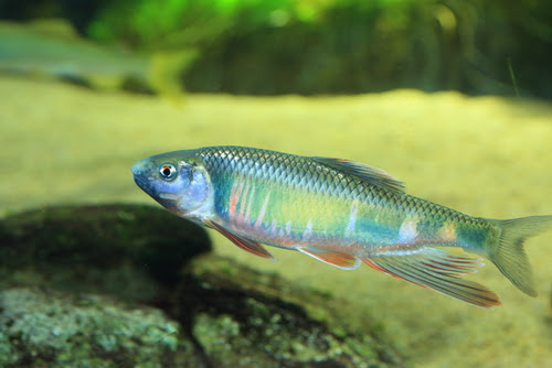 オイカワってドジョウや金魚と混泳できるの 熱帯魚 淡水魚 海水魚の図鑑