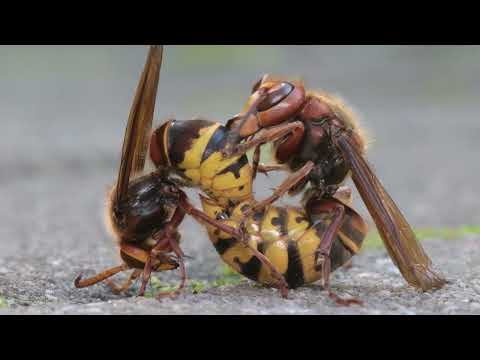 شاهد بالفيديو أسرار تزاوج الدبور الأوروبي الكبير وإعجاز الله في خلقه