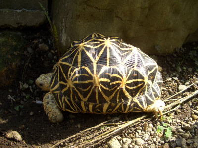 ホシガメ