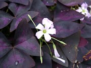 Ide 21+ Oxalis Triangularis