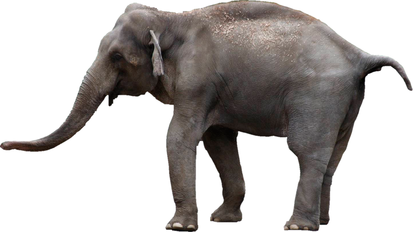 ftestickers animals elephant - Sticker by Moon