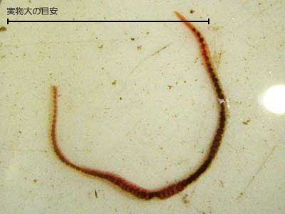 児島湖と児島湖流域の生物