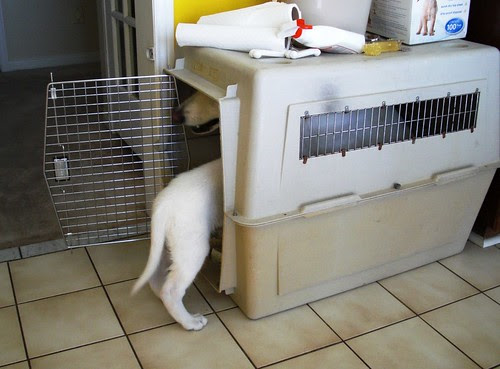 August 7 -Biko in too small a crate-1-fighting for a bone- 1.5 dogs in a crate