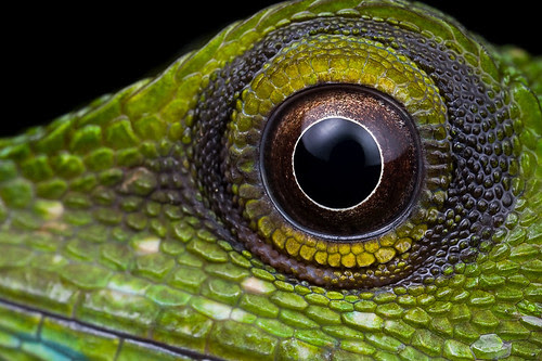<i>Bronchocela cristatella eye </i>IMG_8927 copy