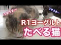 √完了しました！ 猫 便秘 ヨーグルト 174033-猫 便秘 ヨーグルト