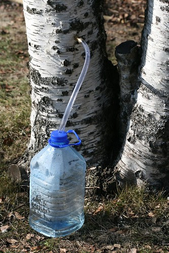 Kasemahl tilkumas 2011