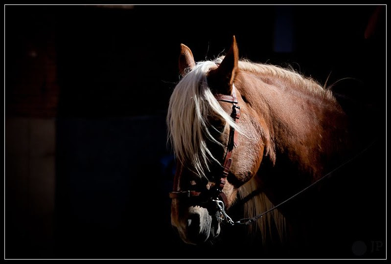 Caballo de picar