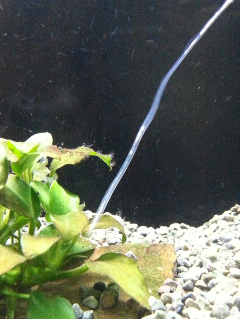 まったりアクア お腹ぽっこり ココア餌へ