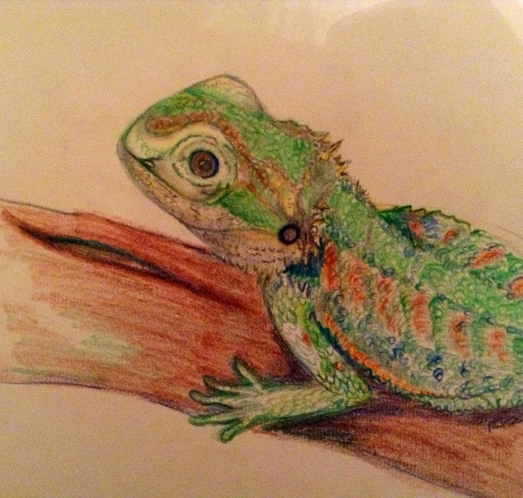 Bearded Dragon - 1 hour drawing by Tebyx on DeviantArt