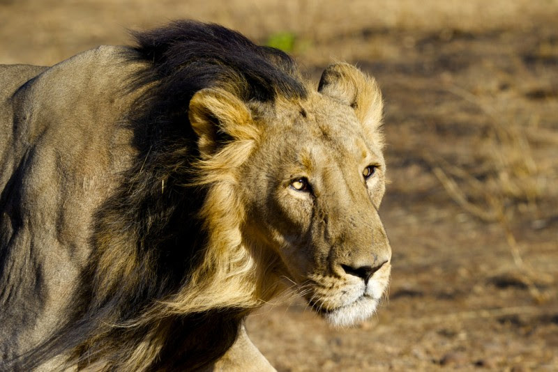7 Rare And Exotic Wildlife Species That Can Be Found In India