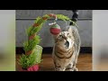 CATS really love to fight with CHRISTMAS TREES