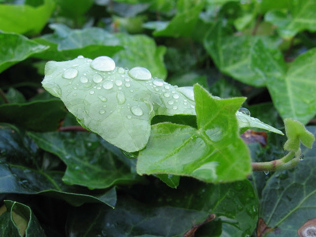 ivy 2