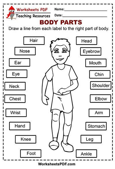  body parts free printables worksheets pdf