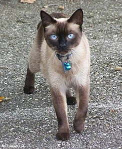 Les Chats Siamois Chezmamielucette