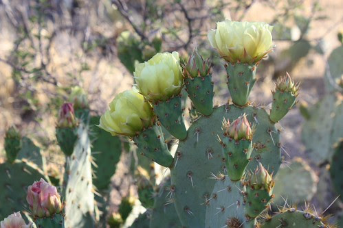 Engelmann Prickly Pear