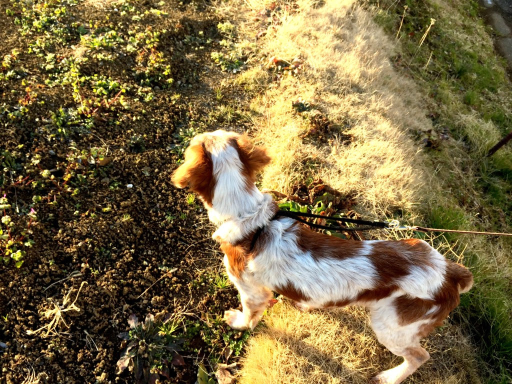 食事療法 ガンになってしまった愛犬アレックスのことと美味しい手作りのごはんとおやつ Harepua ハレプア