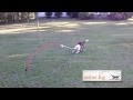 Diy Outdoor Dog Toys
