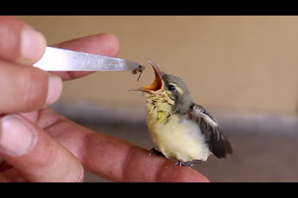 what to feed a rescued baby hummingbird
