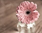 Gerber Daisy 2 - 8x10 Fine Art Print - BOGO SALE