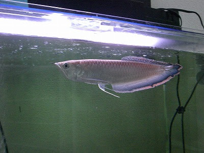 Gpz900rと魚たち 久しぶりのブラックアロワナ