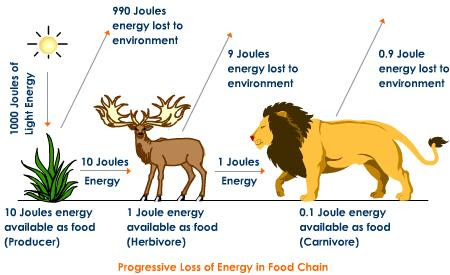 diagram carbon energy for level Flow BIOLOGY Energy 4.2 PORTFOLIO diagram carbon energy for level Flow BIOLOGY Energy 4.2 PORTFOLIO