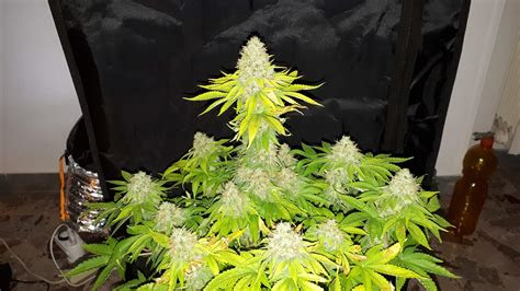 By mark wolfe bobvila.com and its partners may earn a commission if you purchase a. Sensi Seeds Super Skunk grow journal week11 by Joystick