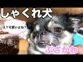 [10000印刷√] 犬 しゃくれてる 248627-犬 しゃくれてる