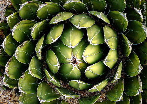 Planta crasa