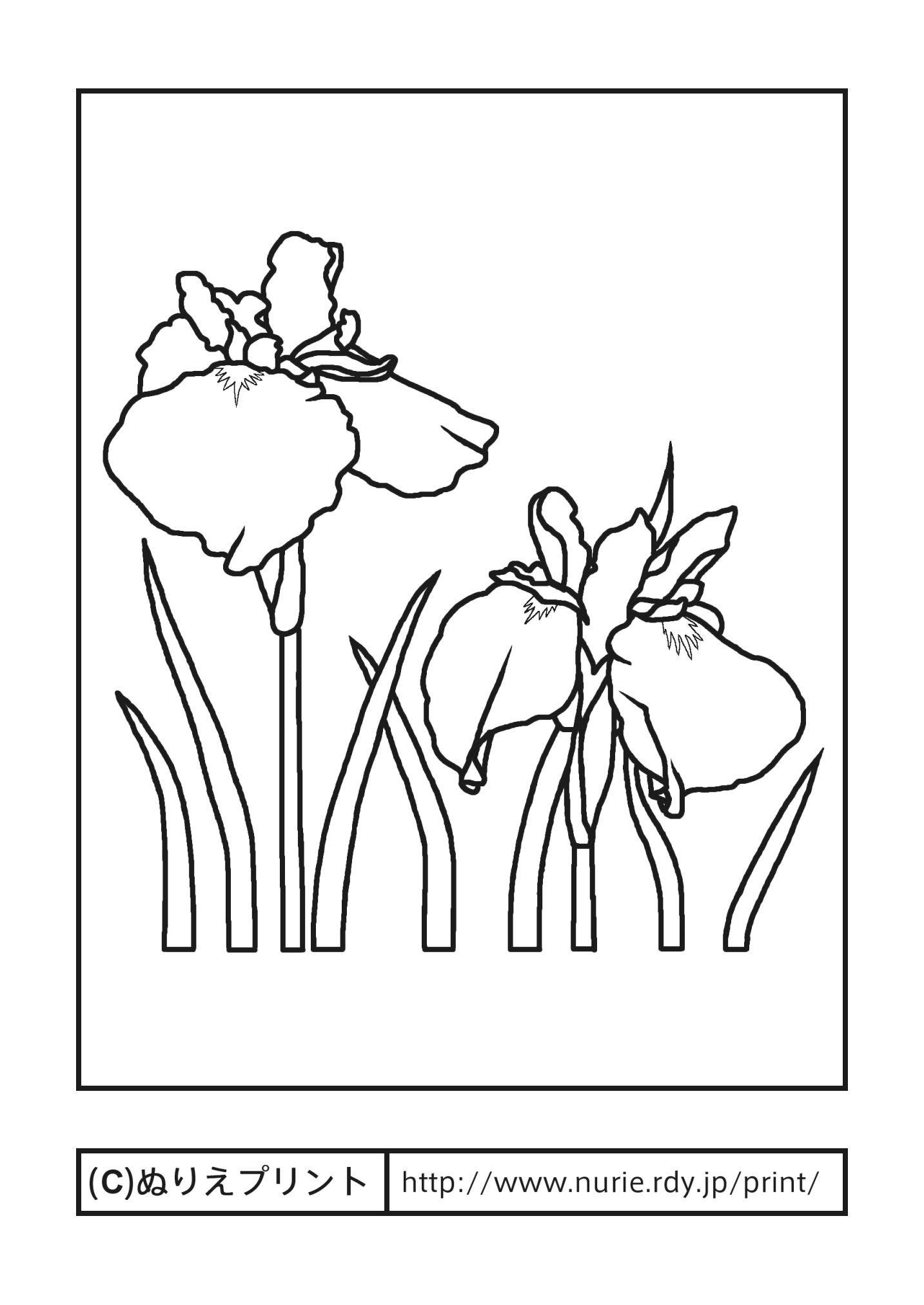 ハナショウブ 主線 黒 夏の花 無料塗り絵イラスト ぬりえプリント