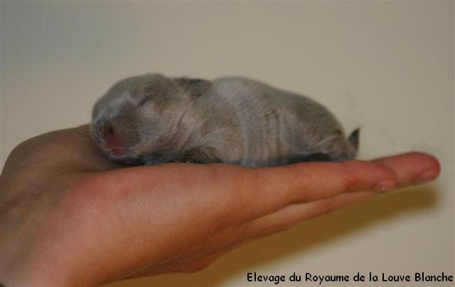 Le Developpement Des Lapereaux Du Lapin Nain Lapinous Fr Site D Informations Sur Le Lapin Nain