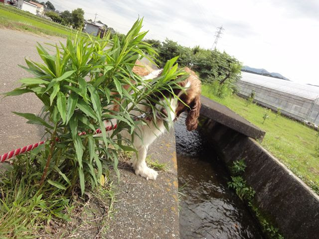 犬が食べる草ってどれ 犬犬 まんてん日和